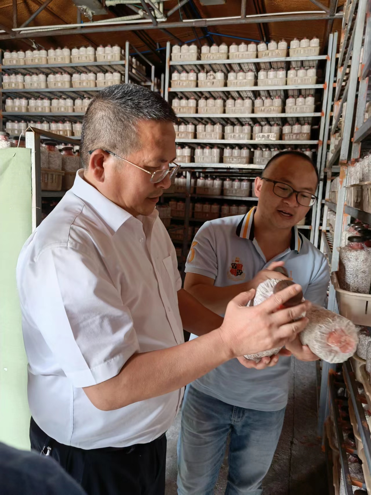 成都中延菌菇业有限公司负责人向田国华介绍杏鲍菇菌包培养过程的相关情况。李相南 摄
