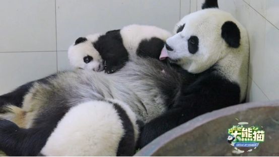 《成长吧！大熊猫》收官！这部陪伴大熊猫的综艺，你追全了吗？