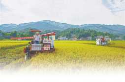 提高再生稻产量 “吨粮田”不是梦
