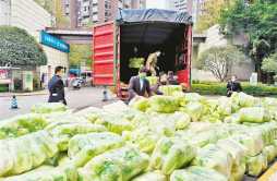 1500公里 50吨山东捐赠大白菜到重庆
