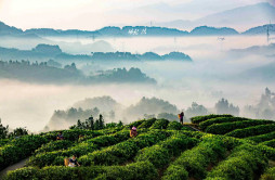“中国茶”申遗成功，重庆茶有什么机会？