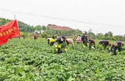 志愿者助力农耕 抢收蔬菜拓展销路