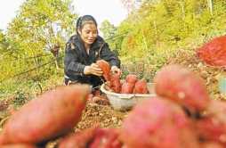 做强做优红薯产业 来听村民说一说和400多亩红薯的故事