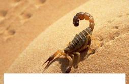 2岁宝宝能吃蝎子吗，蝎子怎么吃最有营养