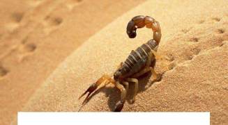 2岁宝宝能吃蝎子吗，蝎子怎么吃最有营养