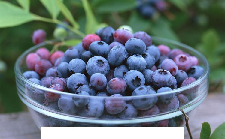 1岁的宝宝可以吃蓝莓吗，吃蓝莓的好处有那些